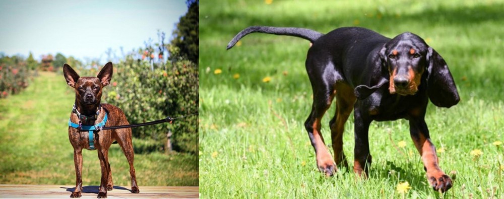 Black and Tan Coonhound vs Bospin - Breed Comparison