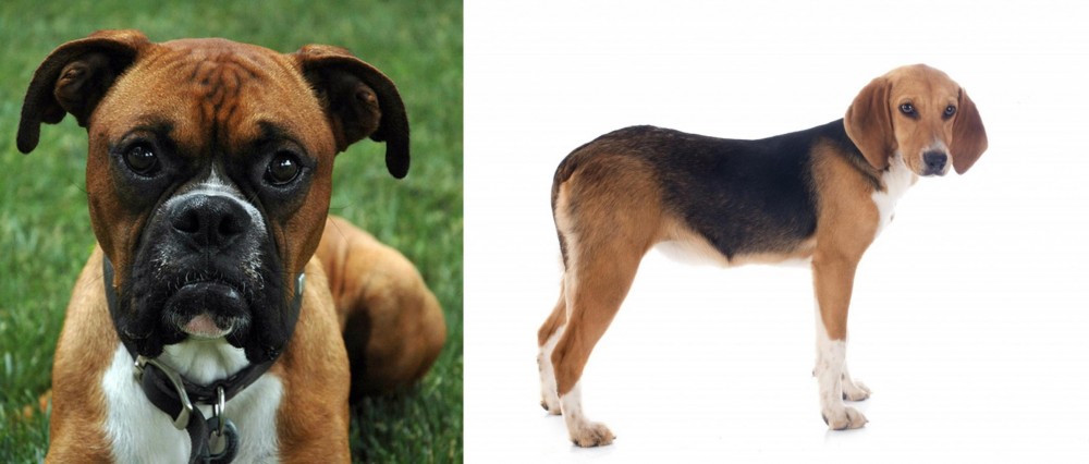 Beagle-Harrier vs Boxer - Breed Comparison