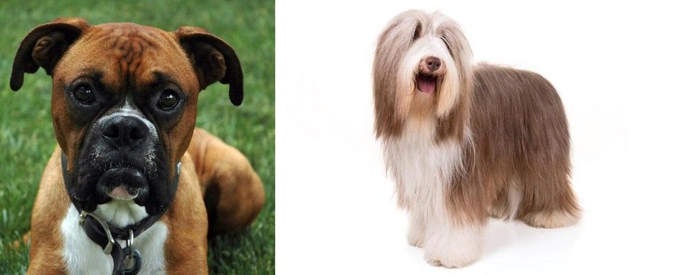 Bearded Collie vs Boxer - Breed Comparison