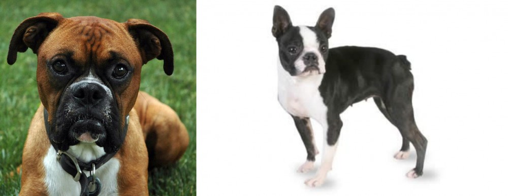 Boston Terrier vs Boxer - Breed Comparison