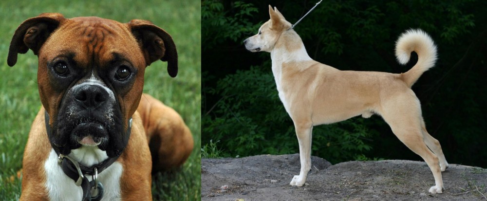 Canaan Dog vs Boxer - Breed Comparison