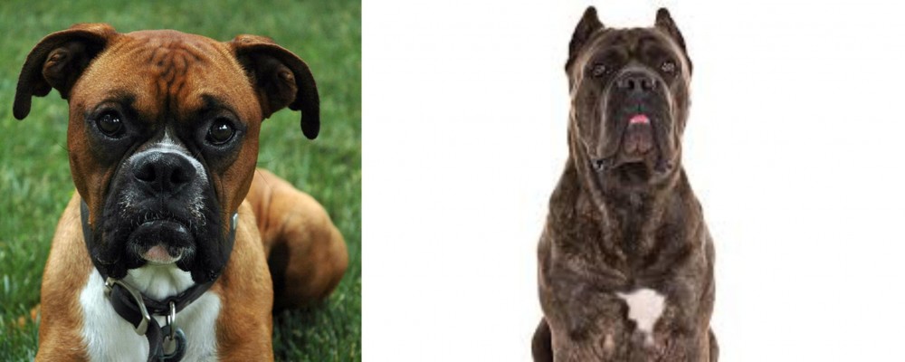 Cane Corso vs Boxer - Breed Comparison