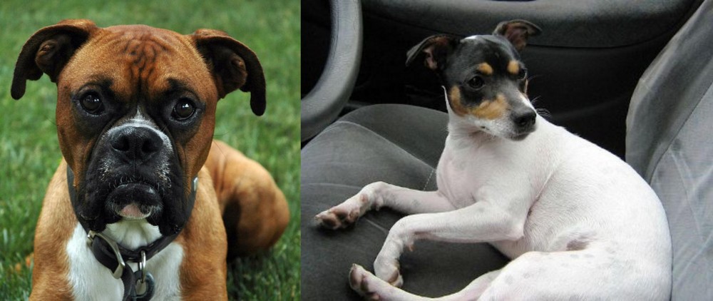 Chilean Fox Terrier vs Boxer - Breed Comparison