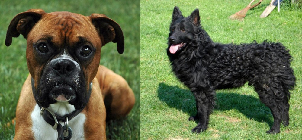 Croatian Sheepdog vs Boxer - Breed Comparison