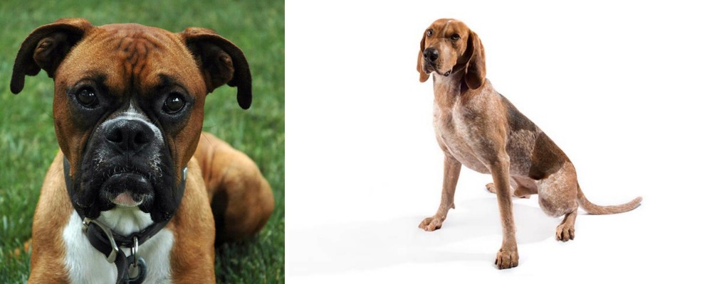 English Coonhound vs Boxer - Breed Comparison