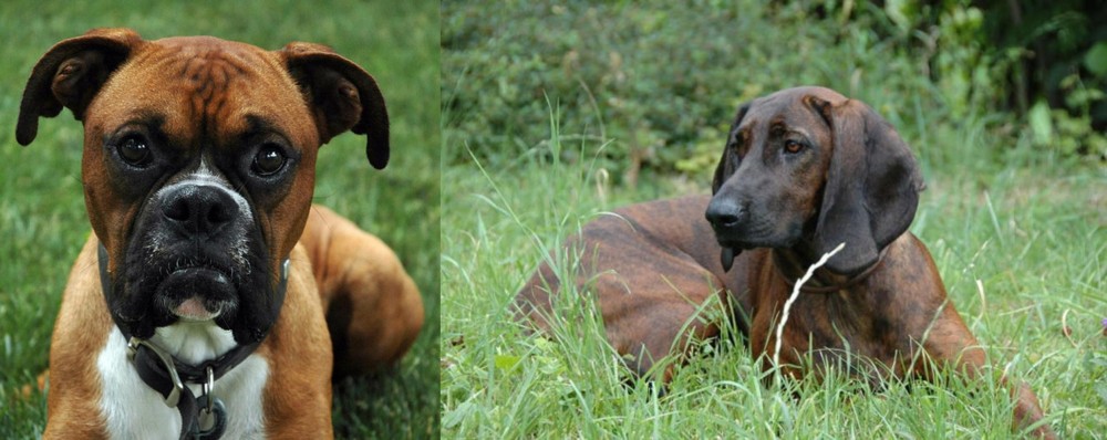 Hanover Hound vs Boxer - Breed Comparison