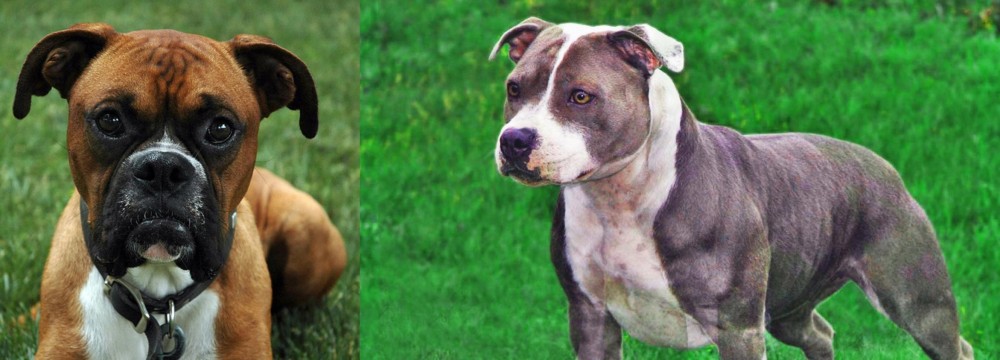 Irish Staffordshire Bull Terrier vs Boxer - Breed Comparison