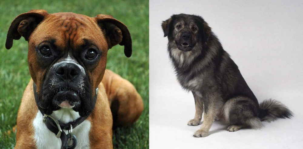 Istrian Sheepdog vs Boxer - Breed Comparison