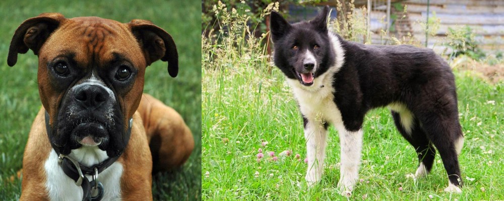 Karelian Bear Dog vs Boxer - Breed Comparison
