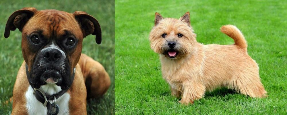 Norwich Terrier vs Boxer - Breed Comparison