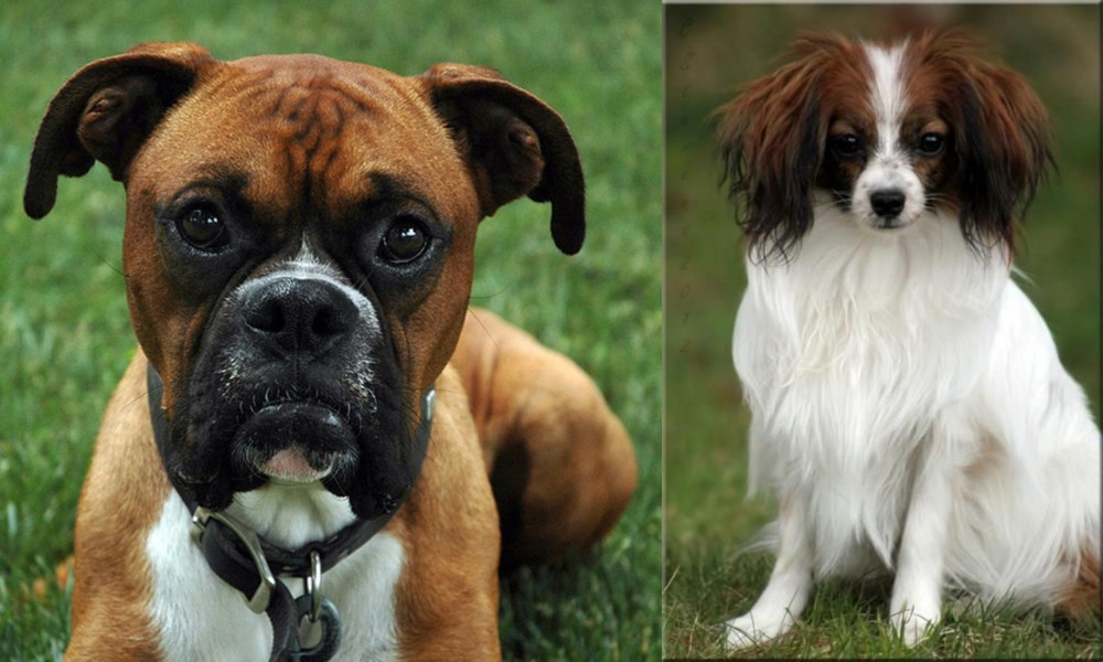 Phalene vs Boxer - Breed Comparison