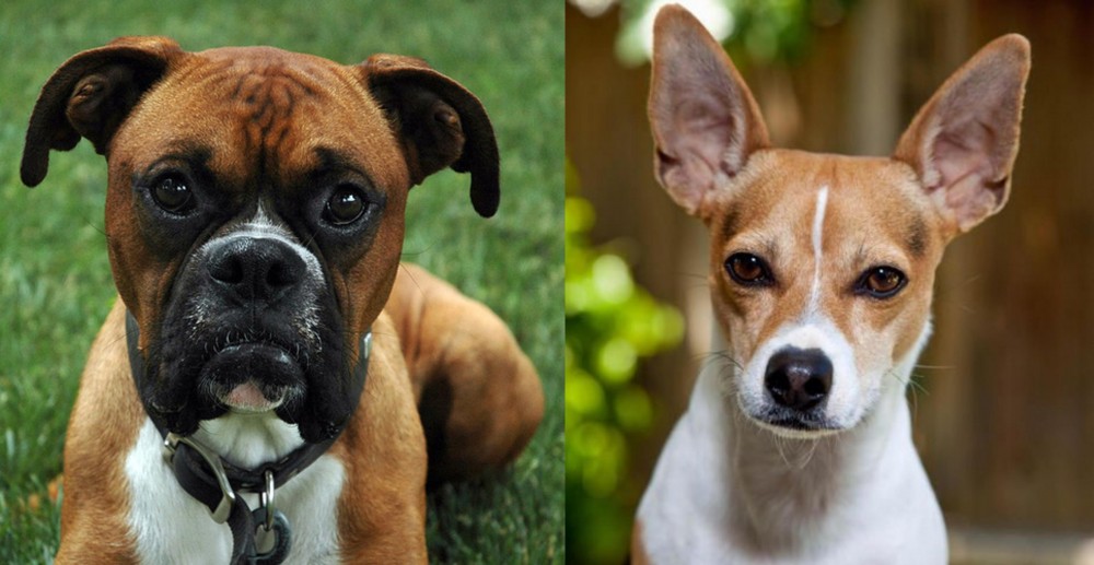 Rat Terrier vs Boxer - Breed Comparison