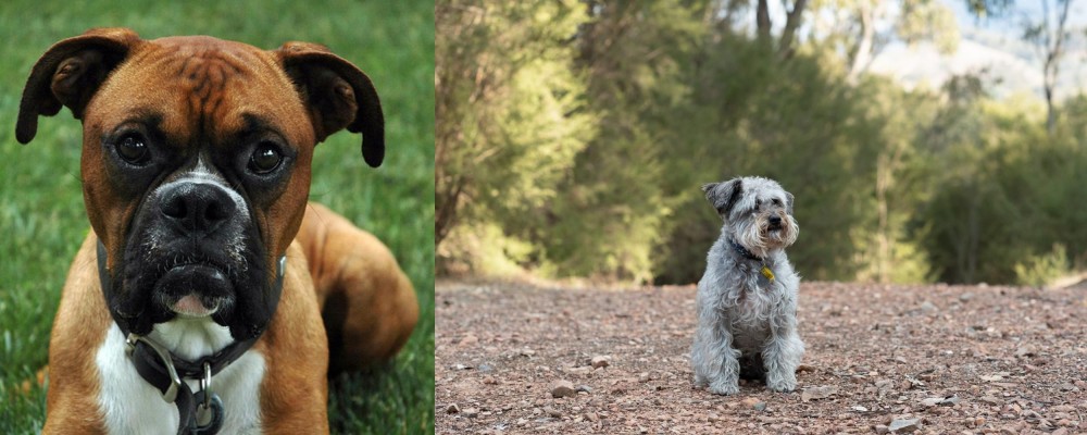 Schnoodle vs Boxer - Breed Comparison
