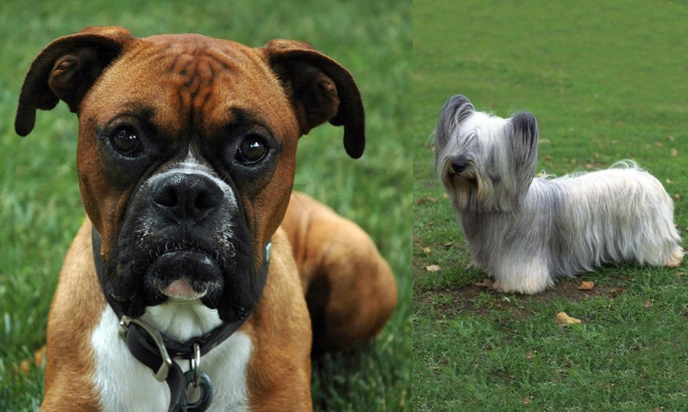 Skye Terrier vs Boxer - Breed Comparison