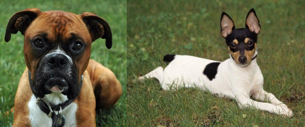 Toy Fox Terrier vs Boxer - Breed Comparison