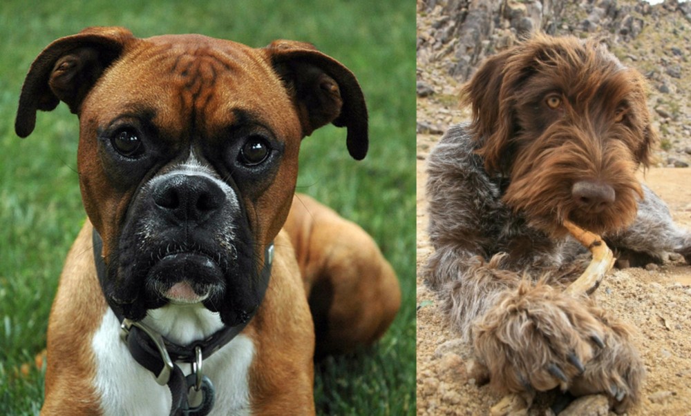 Wirehaired Pointing Griffon vs Boxer - Breed Comparison