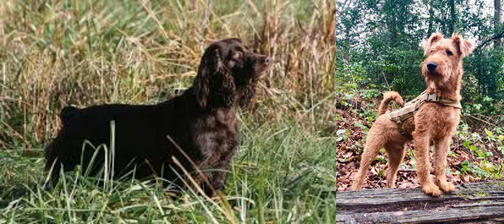 Irish Terrier vs Boykin Spaniel - Breed Comparison