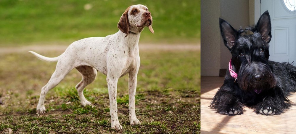 Scottish Terrier vs Braque du Bourbonnais - Breed Comparison