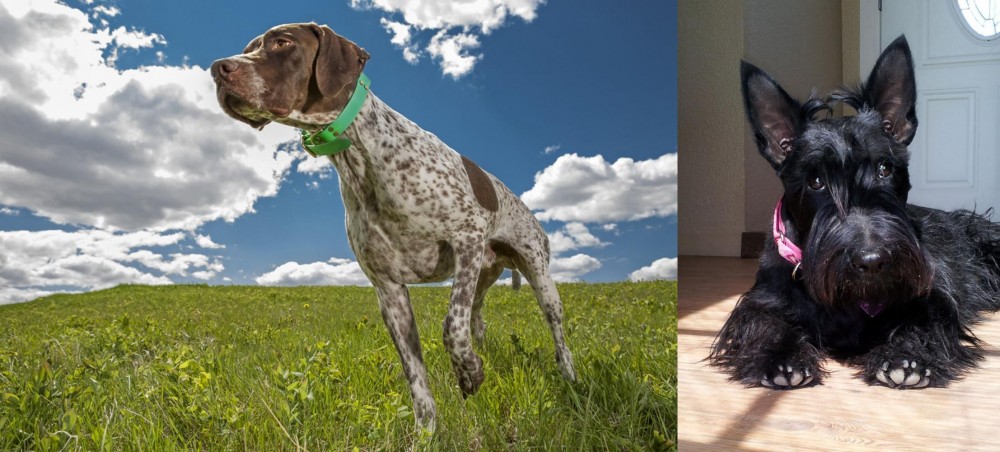 Scottish Terrier vs Braque Francais (Pyrenean Type) - Breed Comparison