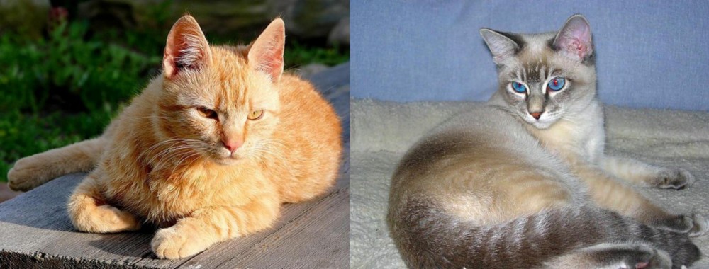 Tiger Cat vs Brazilian Shorthair - Breed Comparison
