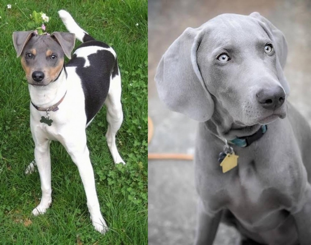 Weimaraner vs Brazilian Terrier - Breed Comparison