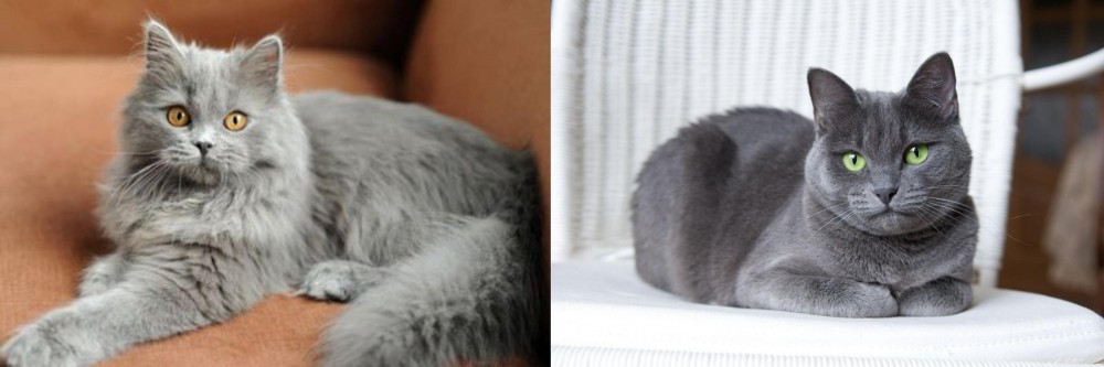 Russian Blue vs British Semi-Longhair - Breed Comparison