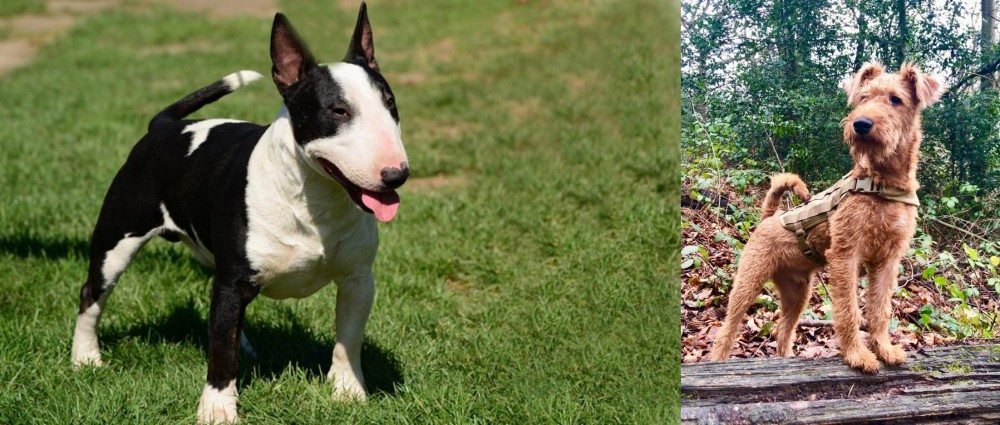Irish Terrier vs Bull Terrier Miniature - Breed Comparison