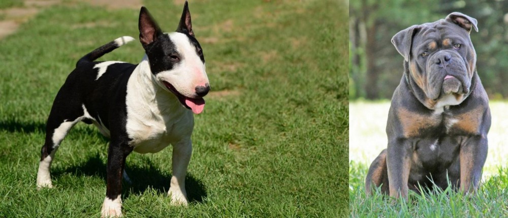 Olde English Bulldogge vs Bull Terrier Miniature Breed