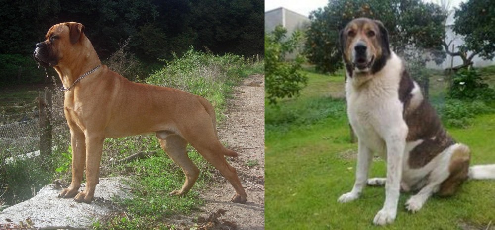 Cao de Gado Transmontano vs Bullmastiff - Breed Comparison