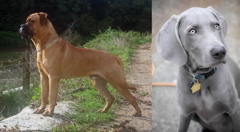 Weimaraner vs Bullmastiff - Breed Comparison