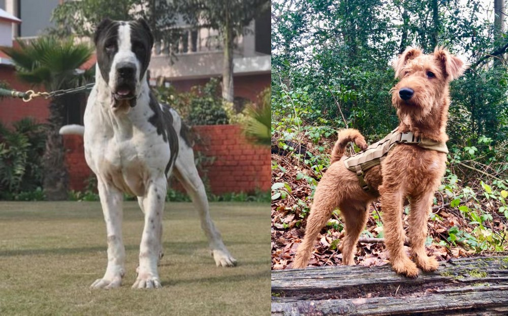 Irish Terrier vs Bully Kutta - Breed Comparison