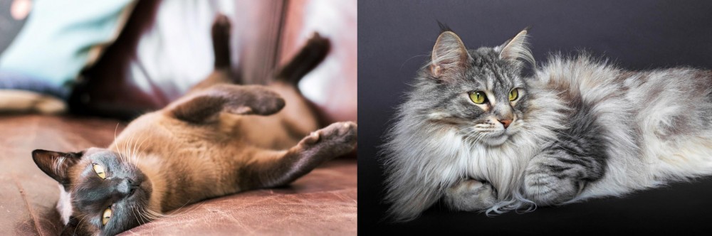 Domestic Longhaired Cat vs Burmese - Breed Comparison