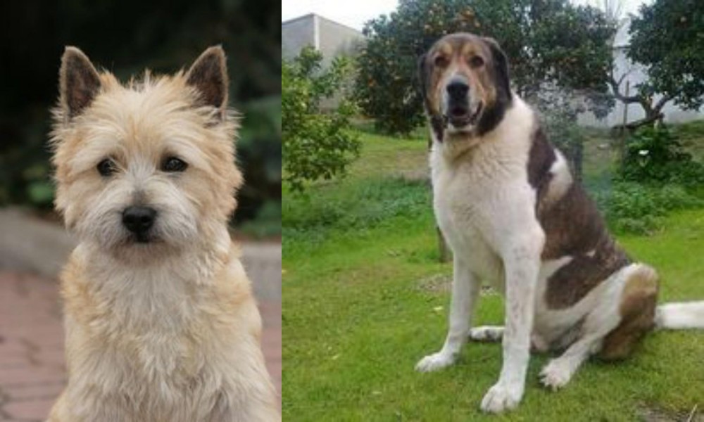 Cao de Gado Transmontano vs Cairn Terrier - Breed Comparison