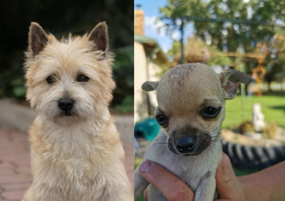 Chihuahua vs Cairn Terrier Breed Comparison Petzlover
