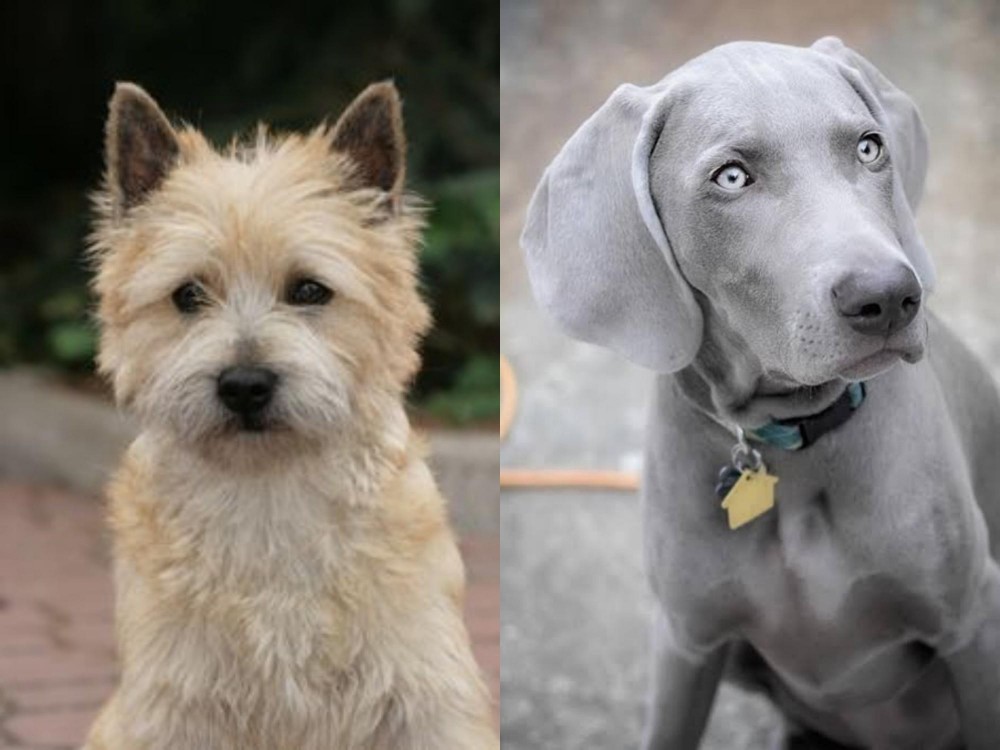 Weimaraner vs Cairn Terrier - Breed Comparison