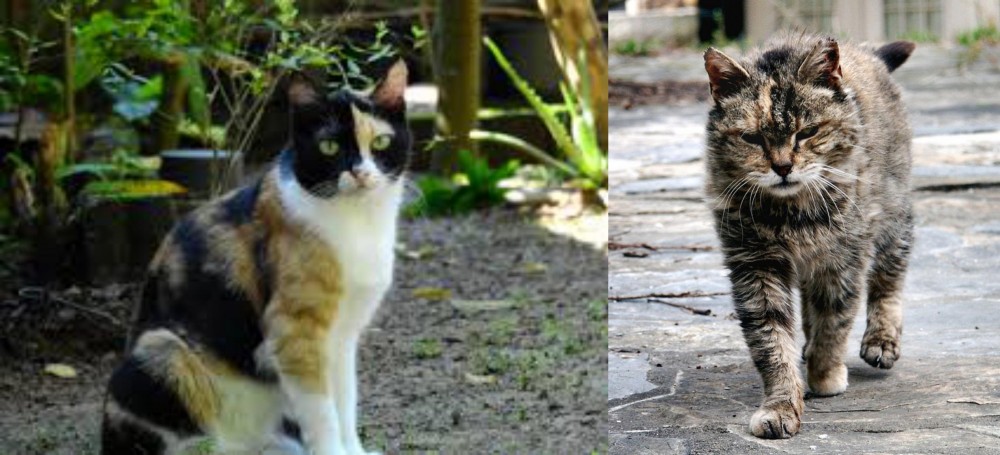 Farm Cat vs Calico - Breed Comparison