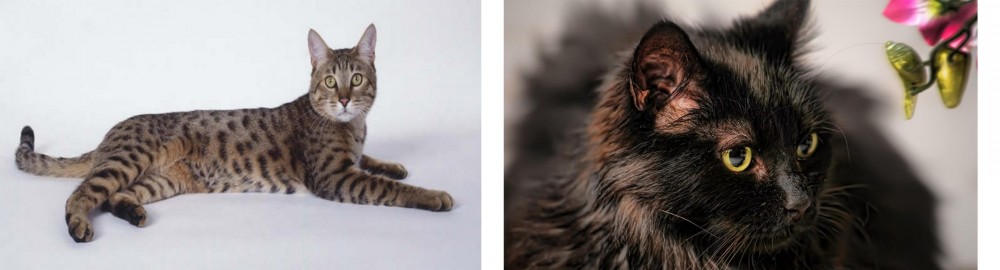 Chantilly/Tiffany vs California Spangled Cat - Breed Comparison