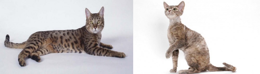 Devon Rex vs California Spangled Cat - Breed Comparison
