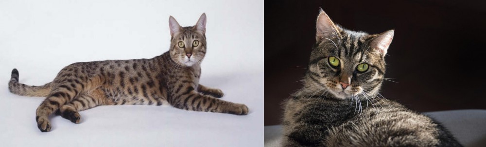 European Shorthair vs California Spangled Cat - Breed Comparison
