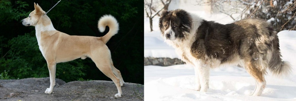 Caucasian Shepherd vs Canaan Dog - Breed Comparison