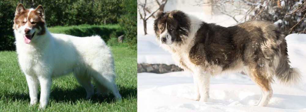 Caucasian Shepherd vs Canadian Eskimo Dog - Breed Comparison
