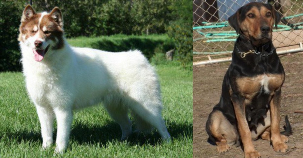 New Zealand Huntaway vs Canadian Eskimo Dog - Breed Comparison
