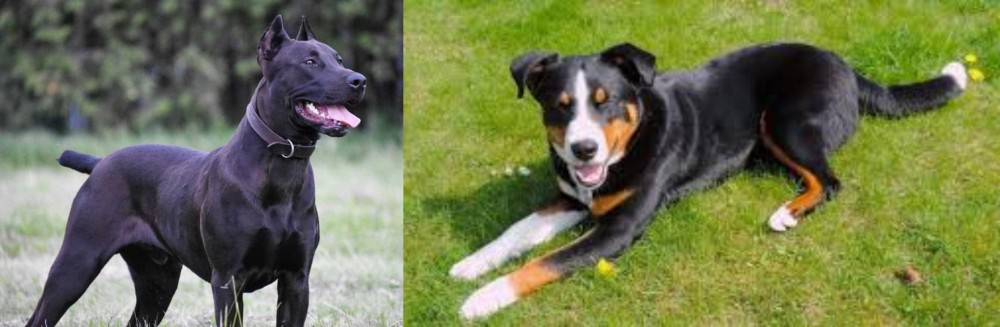 Appenzell Mountain Dog vs Canis Panther - Breed Comparison