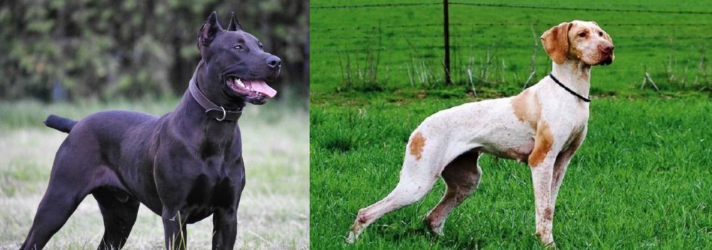 Ariege Pointer vs Canis Panther - Breed Comparison