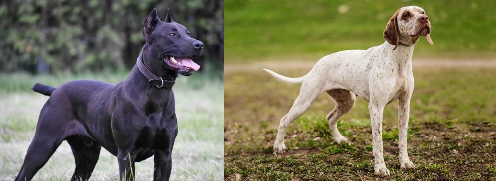 Braque du Bourbonnais vs Canis Panther - Breed Comparison