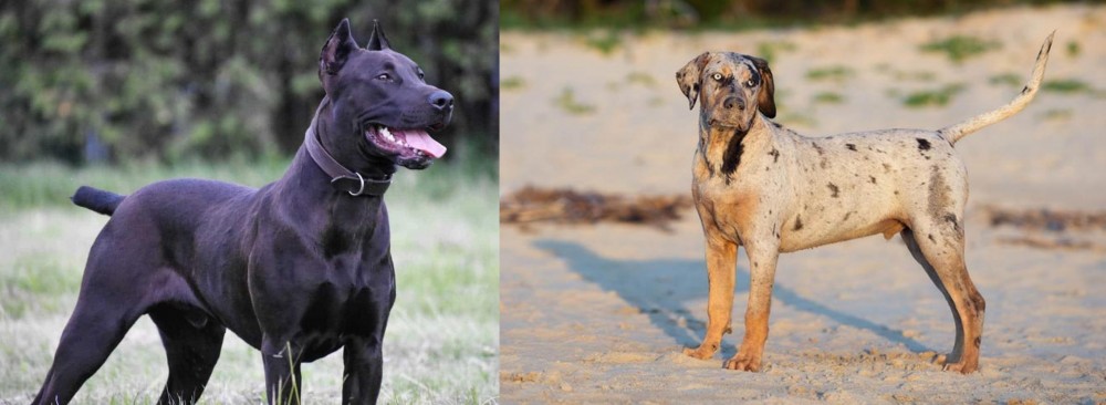 Catahoula Cur vs Canis Panther - Breed Comparison