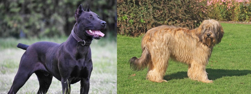 Catalan Sheepdog vs Canis Panther - Breed Comparison