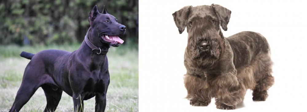 Cesky Terrier vs Canis Panther - Breed Comparison