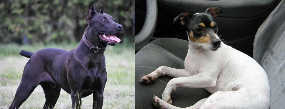 Chilean Fox Terrier vs Canis Panther - Breed Comparison