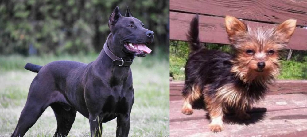 Chorkie vs Canis Panther - Breed Comparison
